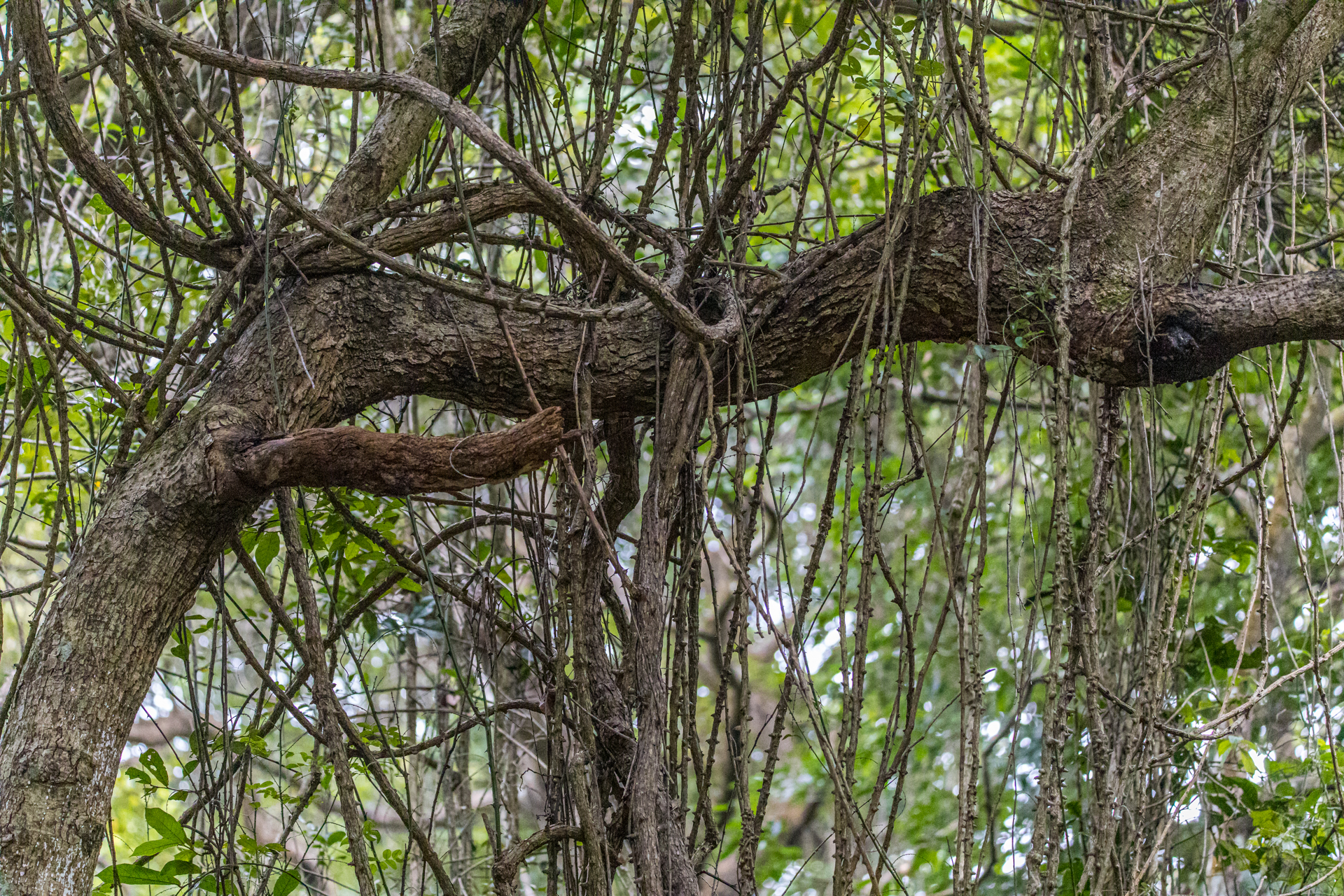 857A2646-3BCE-4101-AED4-39309EF94DBC