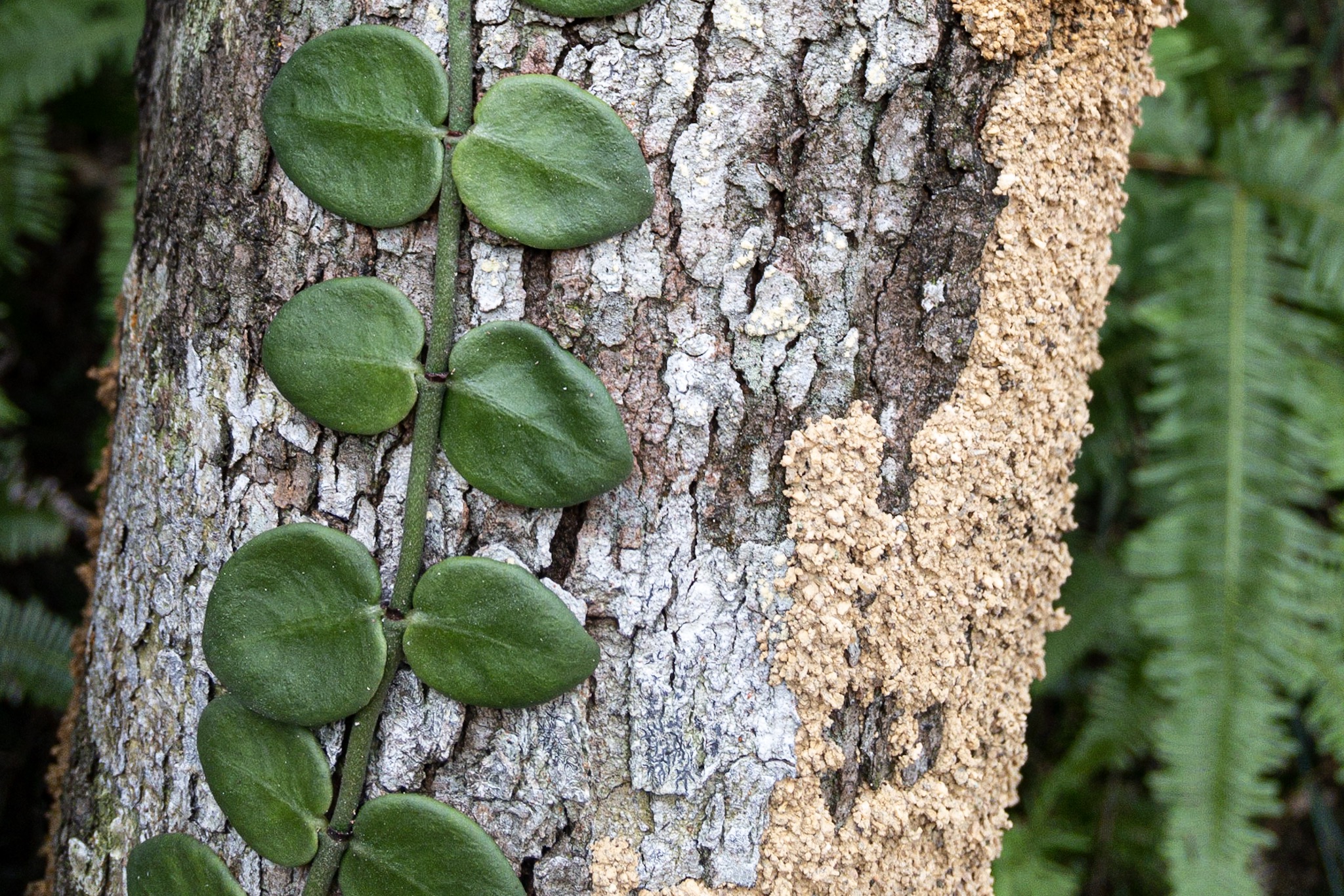 AC699FCC-9B99-47FC-A0FB-BC75263223E5