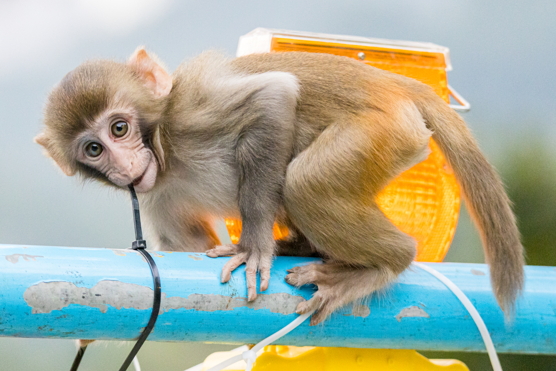 F78E90C1-9DE5-427E-9A68-DE52CBF4F03B