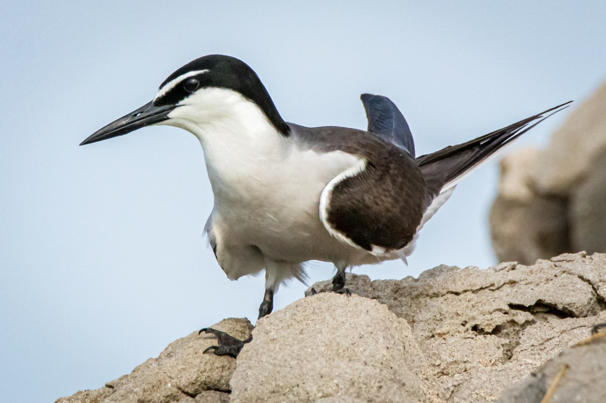 Christmas in the&nbsp;lagoon